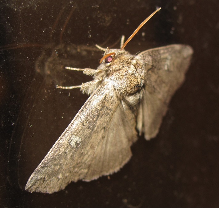 Noctuidae? No, Drepanidae: Tethea or